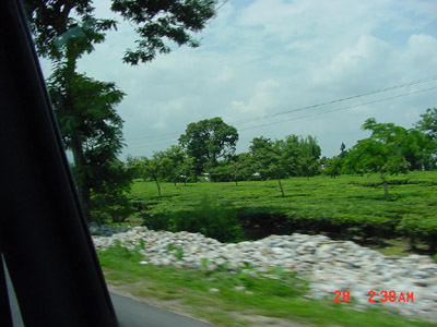 Tea Plantation